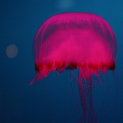 Bialate - Minnow's Hard Techno