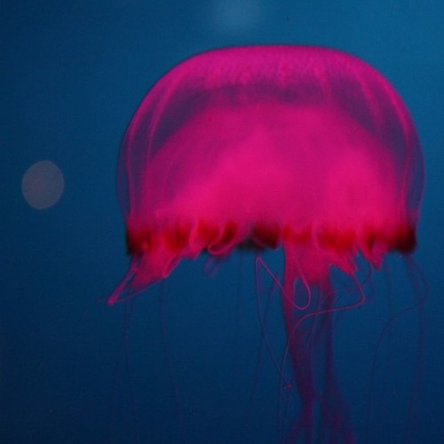 Bialate - Minnow's Hard Techno