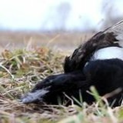 Les pies - fiction audio - Ilot-Jumet2019