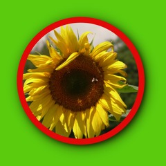Sunflower Fingerstyle Meditation Feat. Mister Z