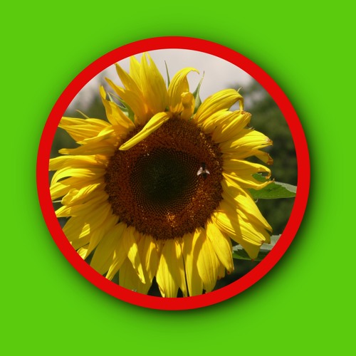 Sunflower Fingerstyle Meditation Feat. Mister Z