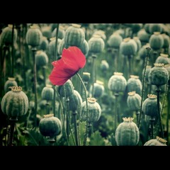 EAST PLAYAZ x Superbrodyaga - Когда поспел мак...