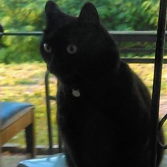 Screech of The Pleiadian  Dragon Lion's Soul