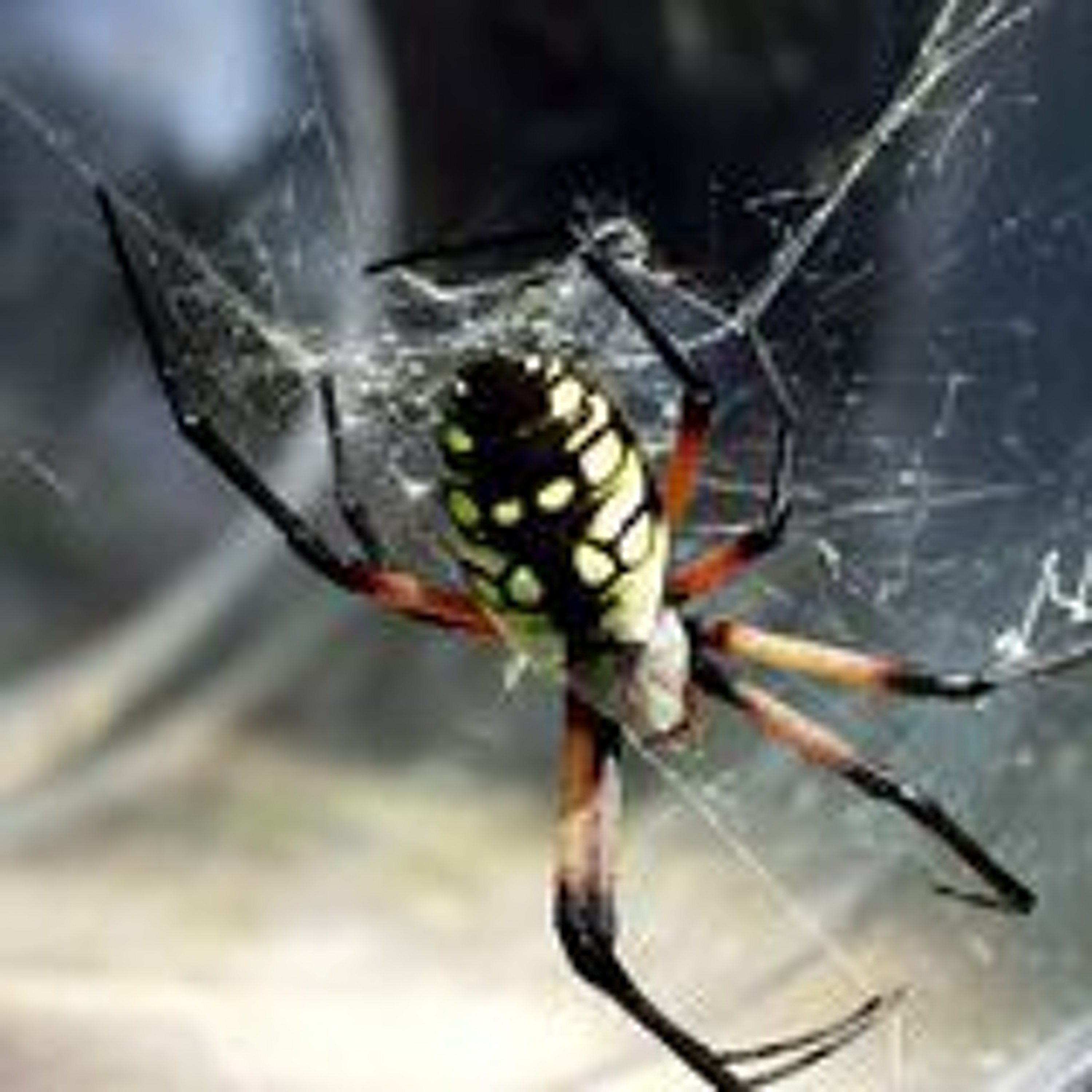 DJ ARAÑA