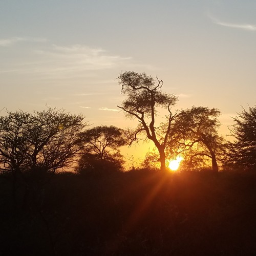 African Savanna at Dawn - LIVE at The Mmabolela Conservancy