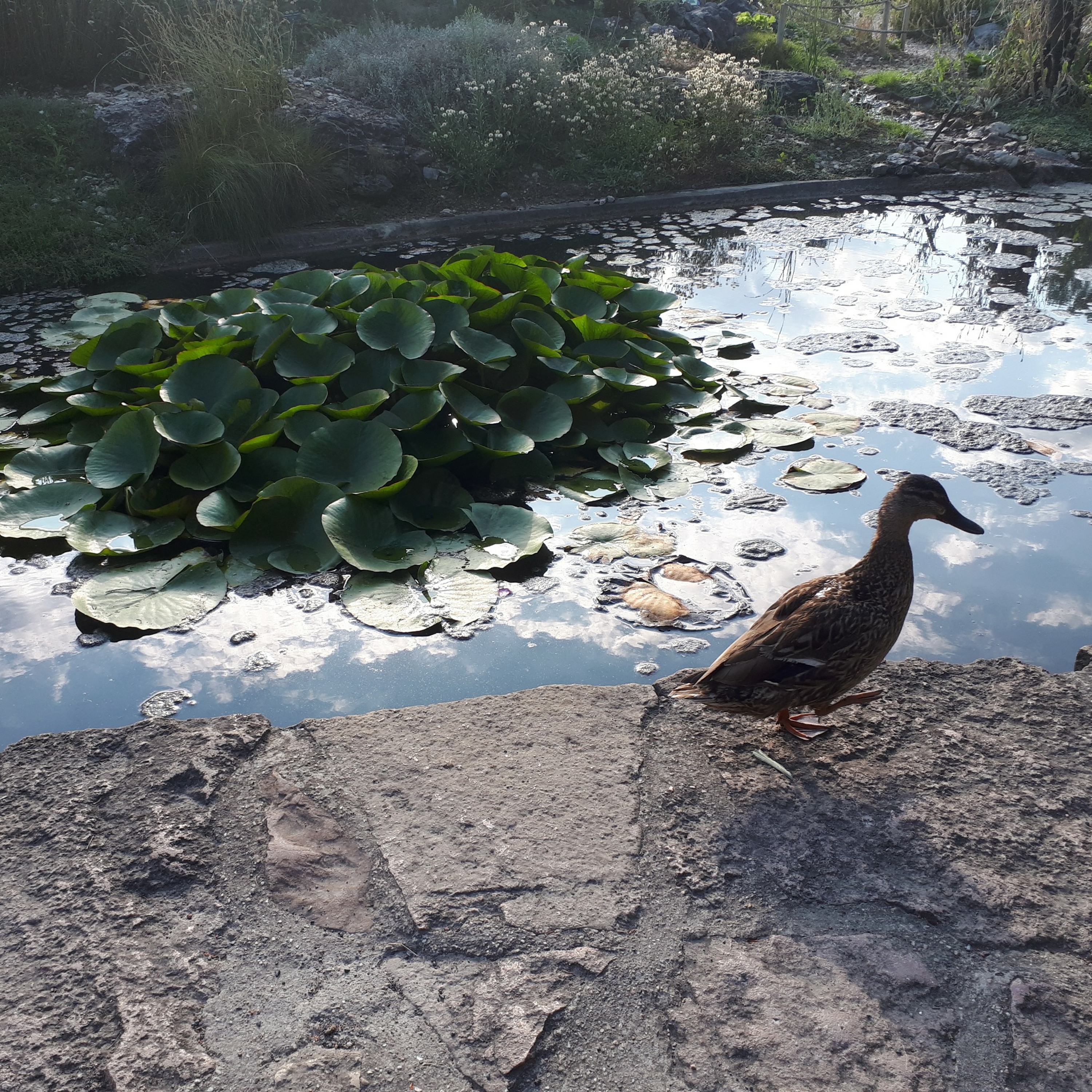 La mare aux canards