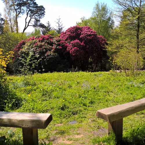 Under a Canopy - Leith Hill Place