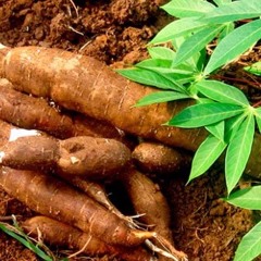 Yucca root
