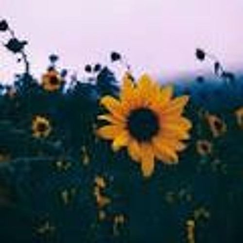 kuzu mellow - sunflower feelings (slowed + reverb)