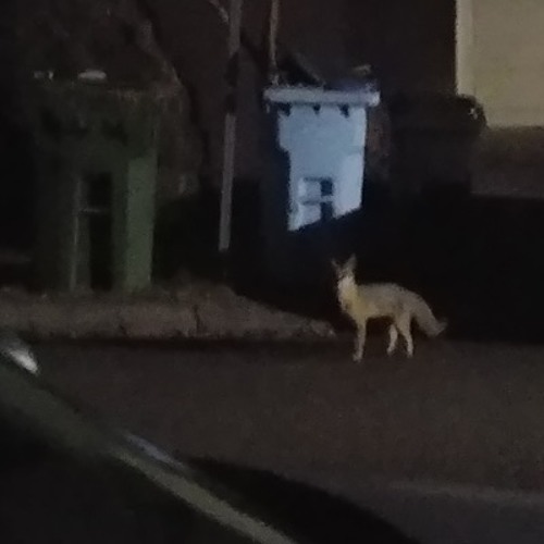 Stream episode Gray fox barking in Berkeley by Berkeleyside podcast