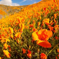 Superbloom (2019)