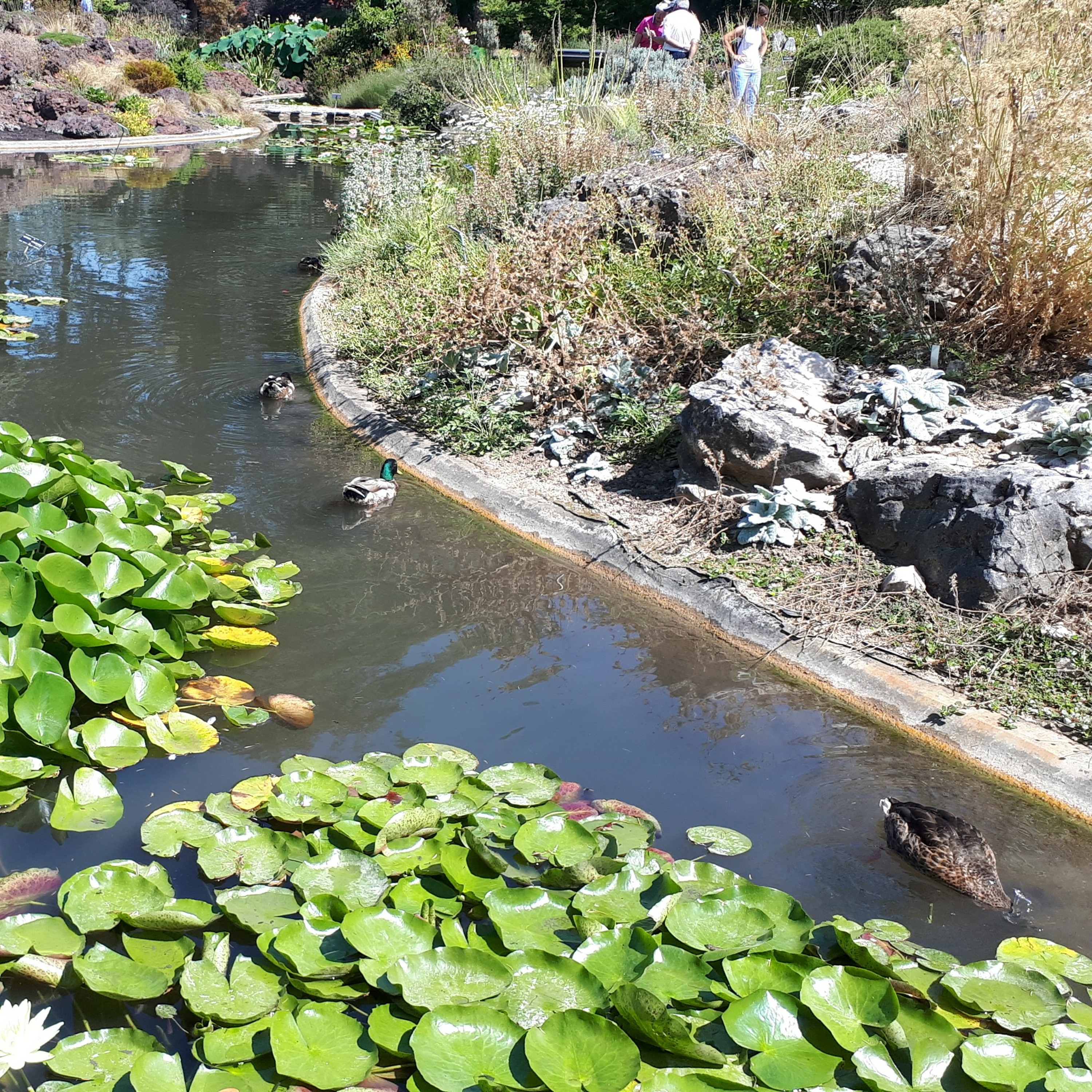 La mare aux canards