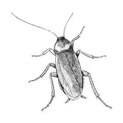 Cockroaches In Autumn (2019)