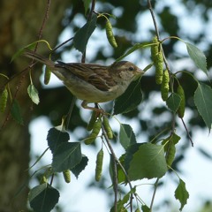 House Sparrows - 17 July 19 - 5.50 am.