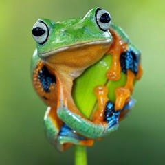 SLEDGE - Frog WEIGHT(Free Download)