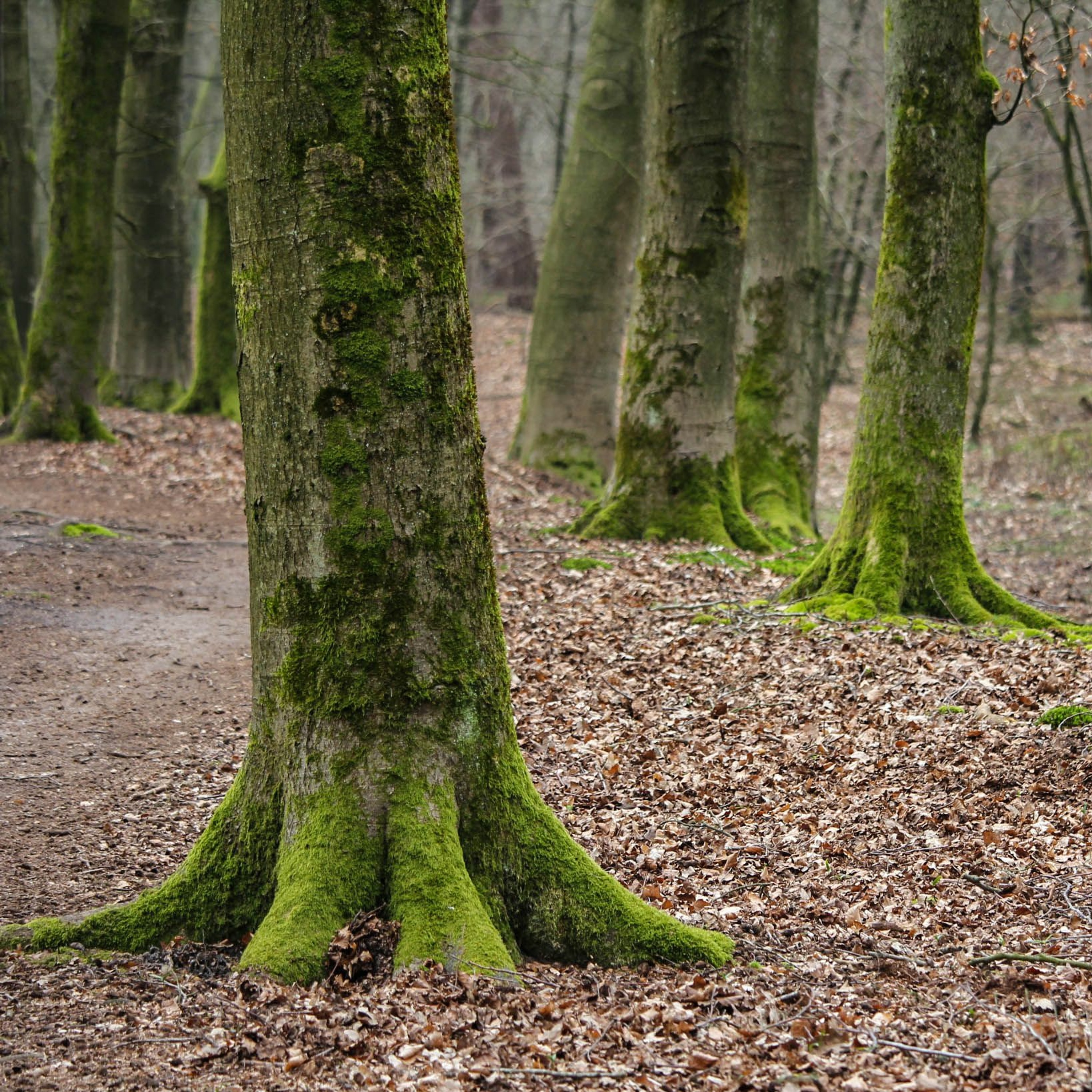 Field Recordings by Thijs Geritz
