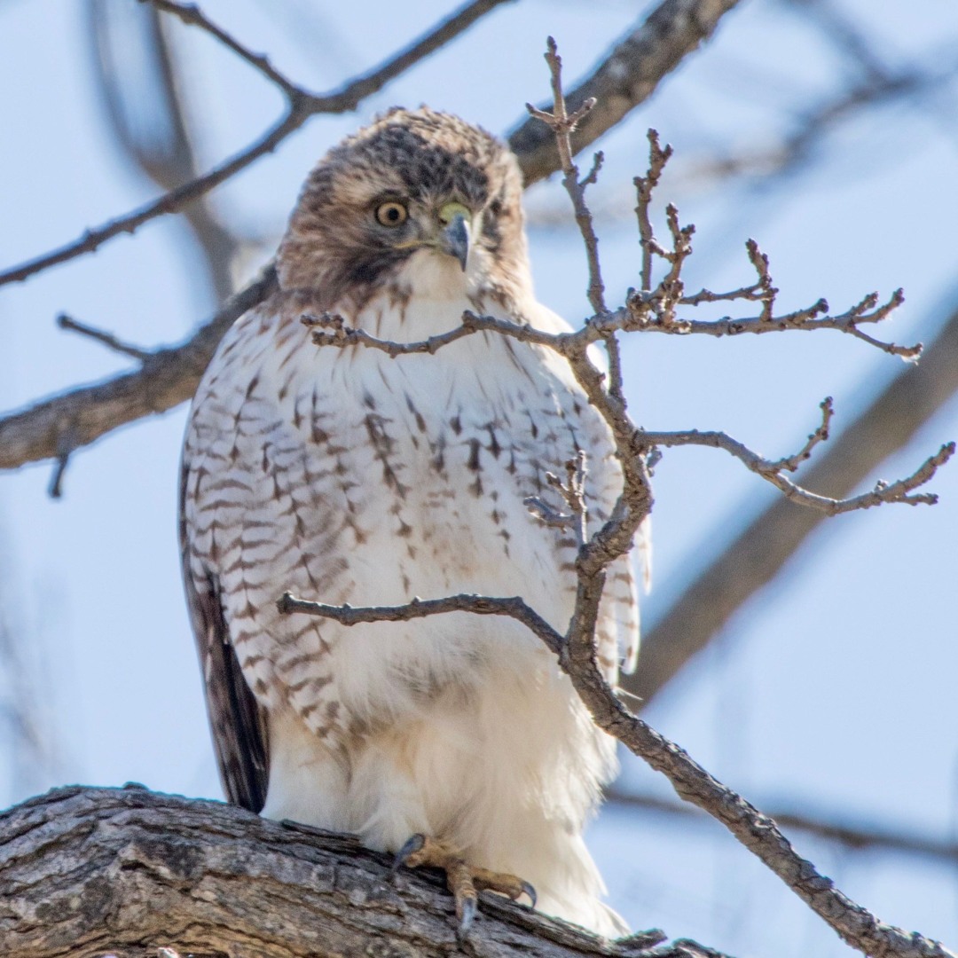 Stream Call of juvenile Red-tailed Hawk by CMannino | Listen online for ...
