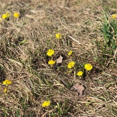 лалаленд (La La Land remix)