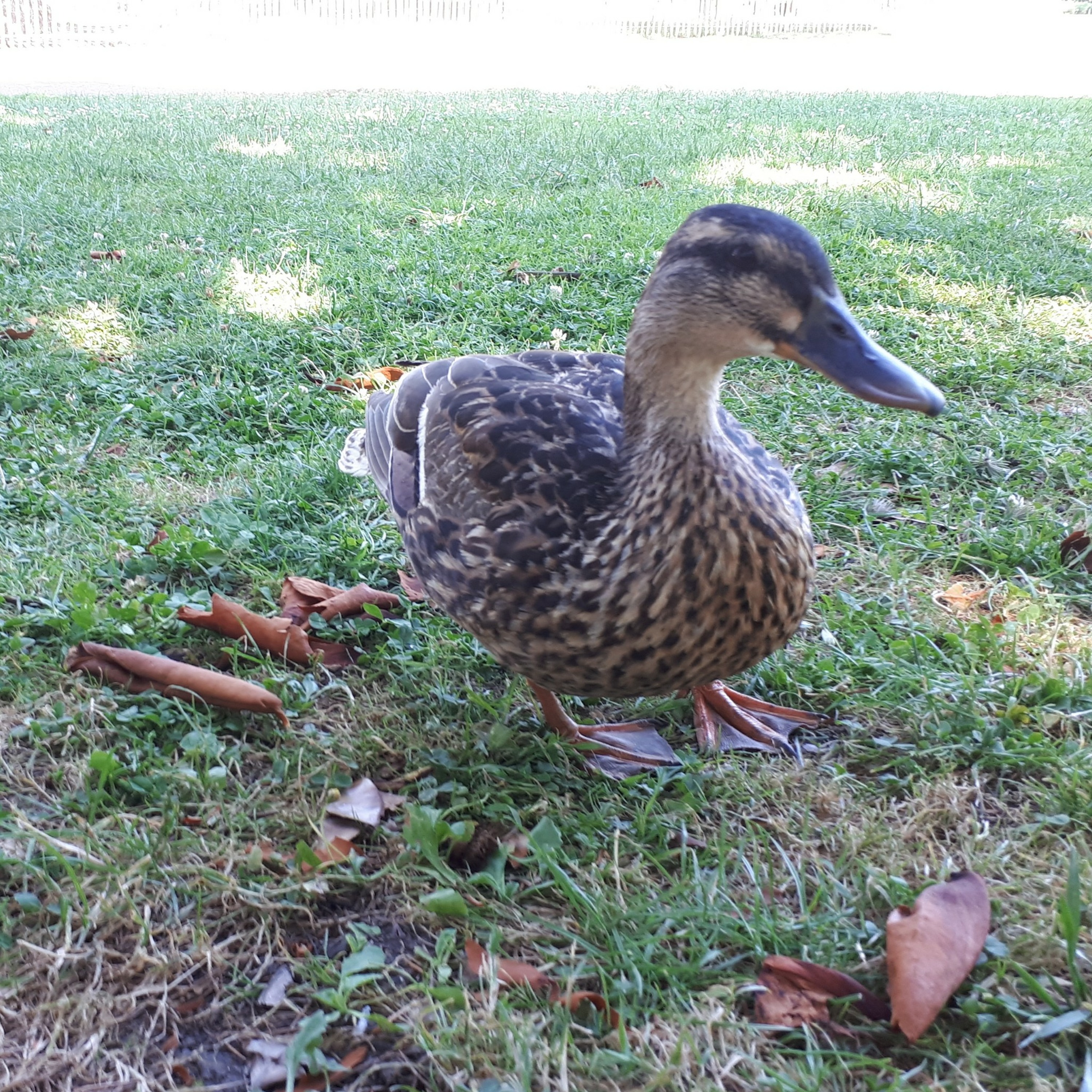 La mare aux canards