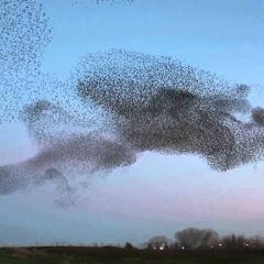 Murmuration