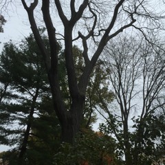 The Kabbalah (Reversing all Texts / Number, The Measure) - Synagogue of Mystica