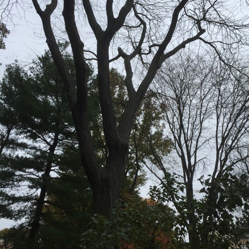 The Kabbalah (Reversing all Texts / Number, The Measure) - Synagogue of Mystica