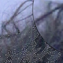 Ubiquitous