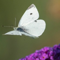 the dust of his wings