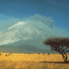 SAVANE - FT FLEXVITESSE