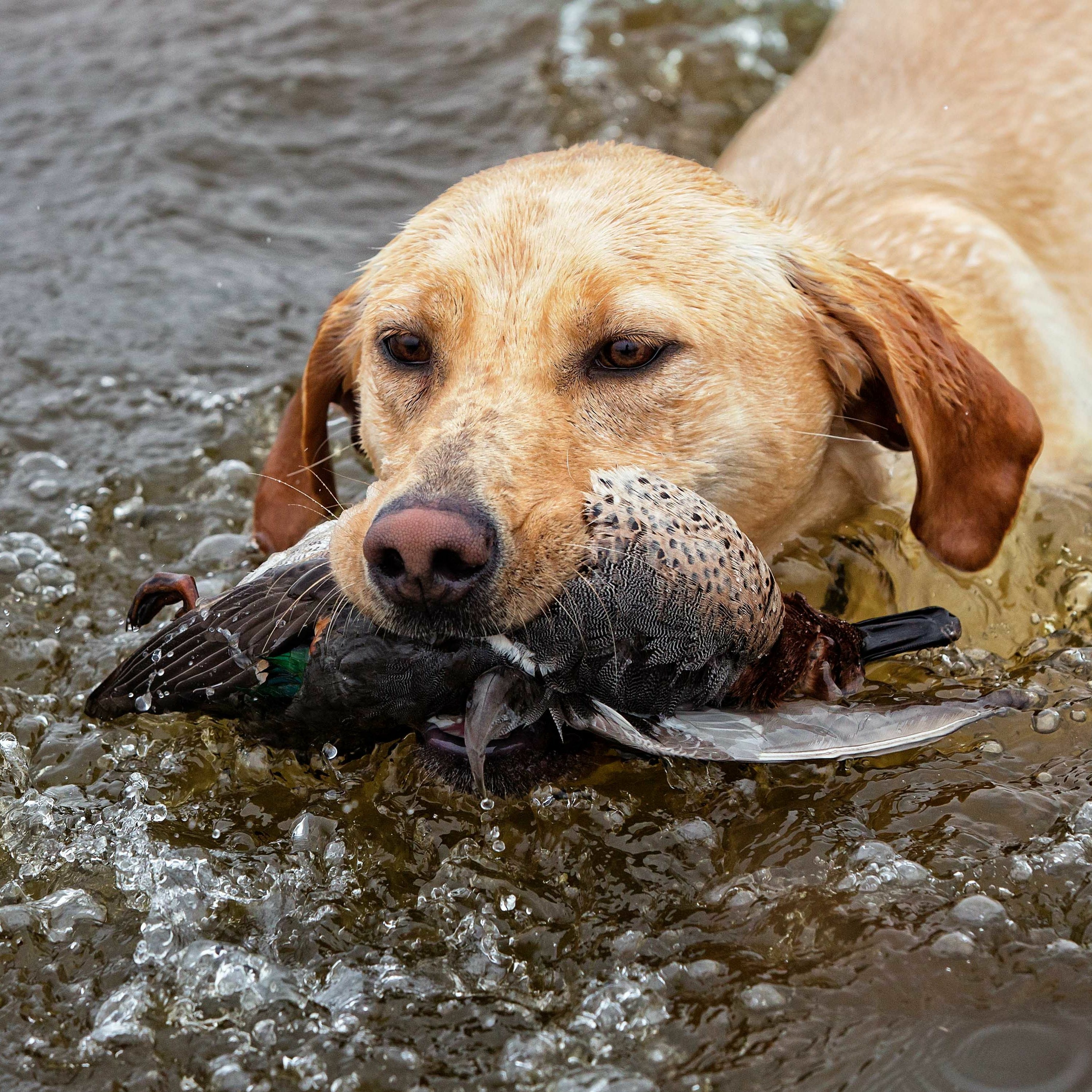 TW 144 - Duck Blind Draw Time In Tennessee, NEW Format