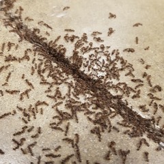 ukelele improvisation