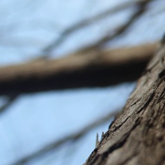 excerpt "from a window" [by The Whatnots]