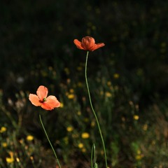 Flower in a Rain (mastered version)