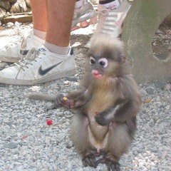 monkey (acoustic)