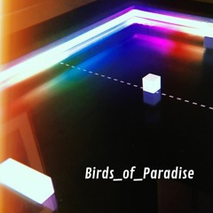 birds of paradise