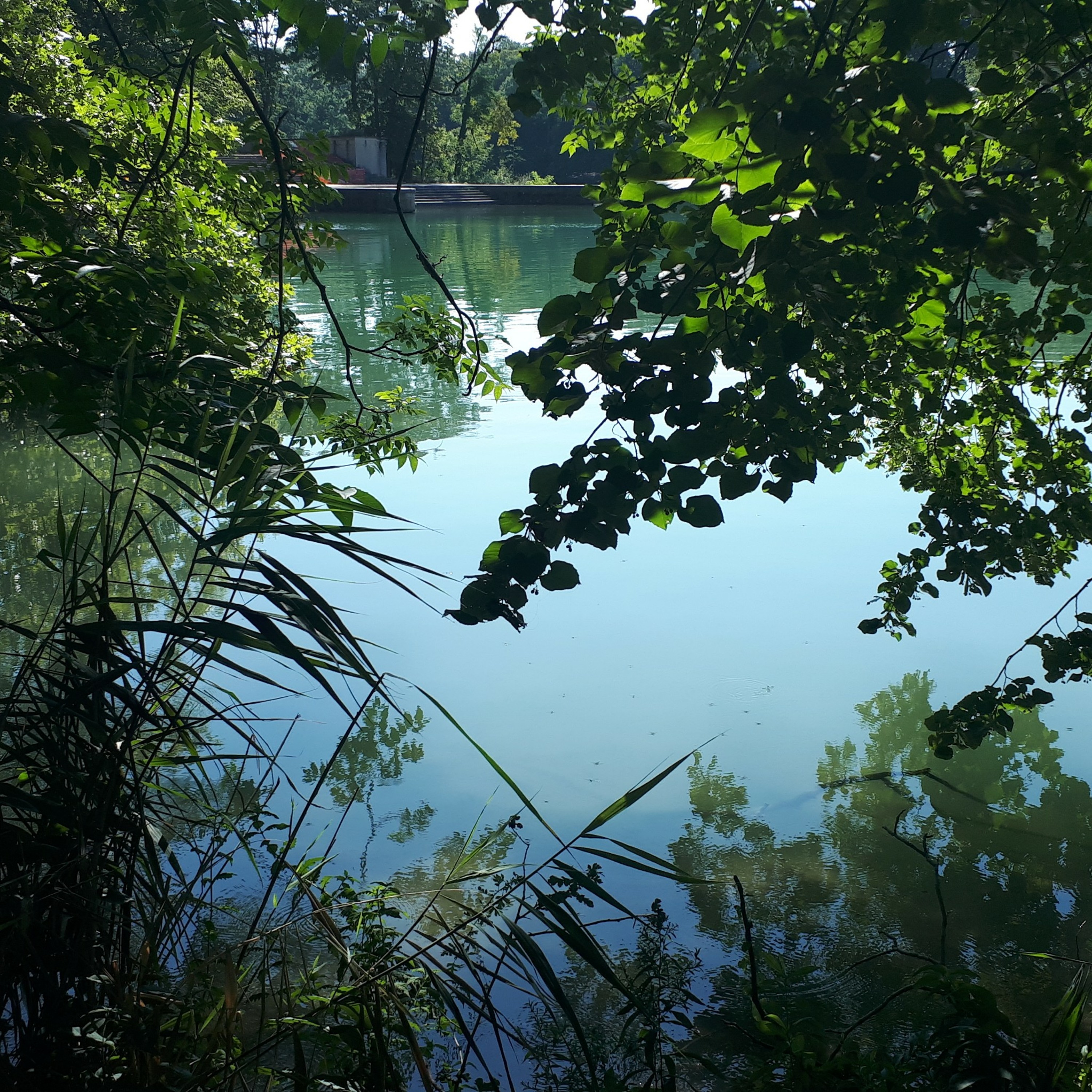 La mare aux canards