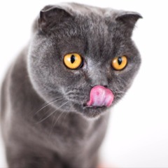 The Cat That Walked By Himself