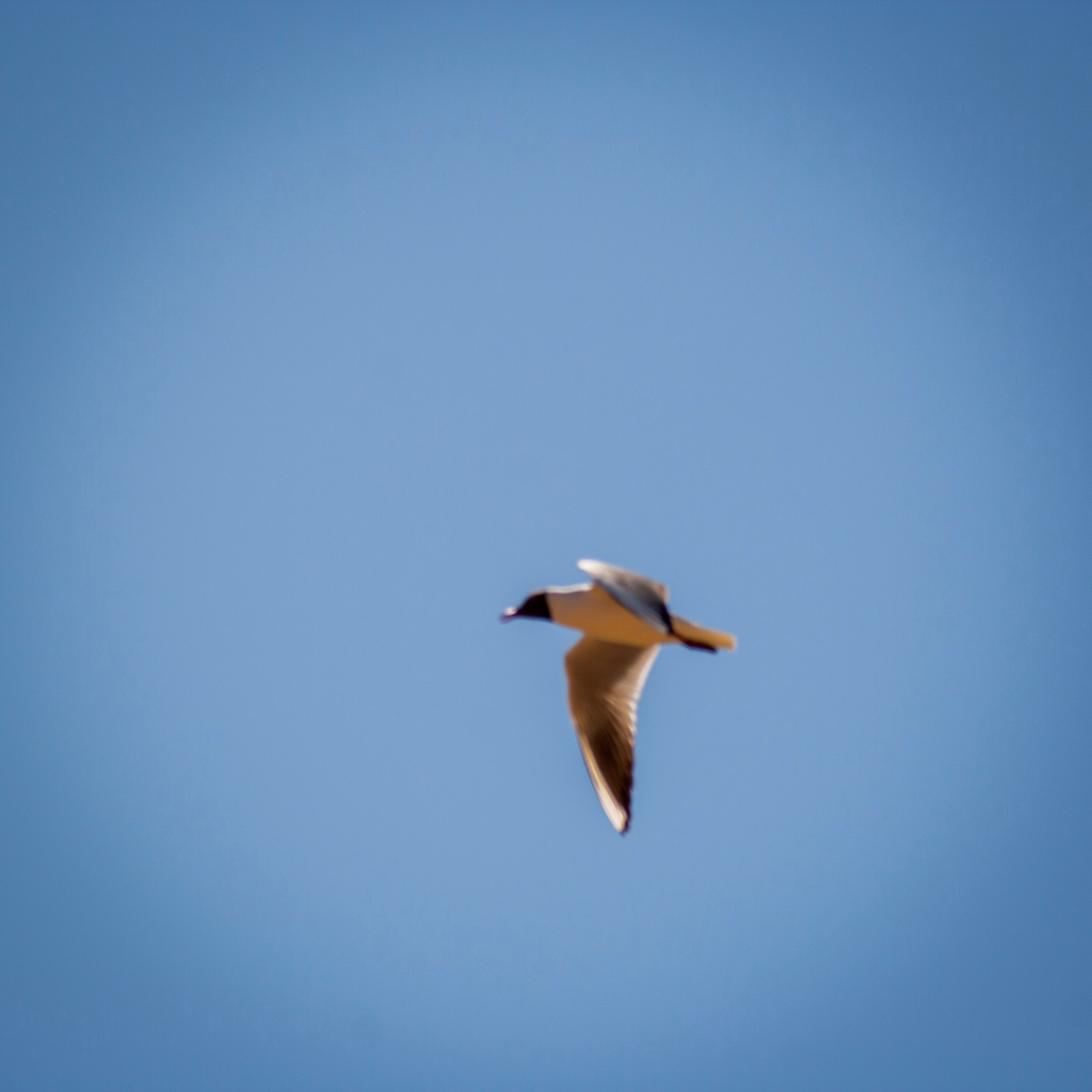 Wing Glided Blue In Moving Air disquiet0394 episode artwork