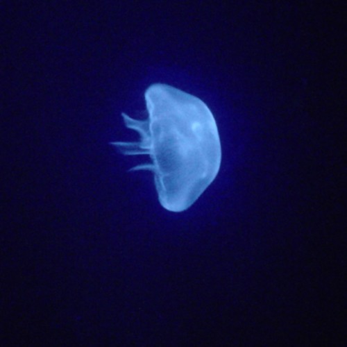 M!NGO - I Don't Fit In Here