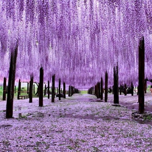 Stream Wisteria Forest by H.A.F. Javi | Listen online for free on SoundCloud