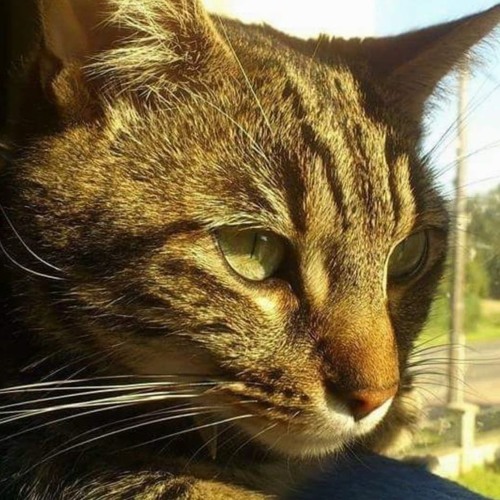 539 - KaUpRoD [Keta Mimine]