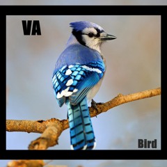 VA (THRO) - Bird