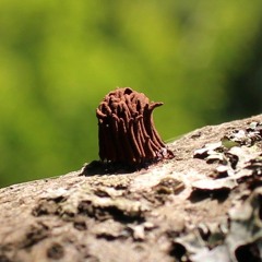 Slime Mold On A Tree Above A River