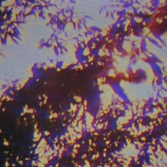 WASTED! (Feat. Shane)