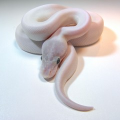 5 Climax's... (Liveset)