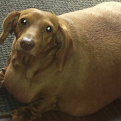 FATASS DOG