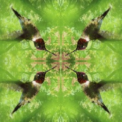 Hummingbird
