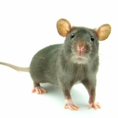 HIV has been removed from mice