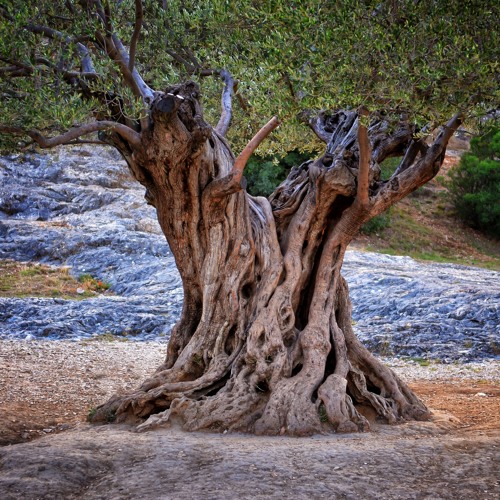 The secrets of olive trees: A conversation with scientific archaeology student Yael Ehrlich