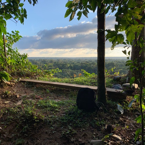 Amazon Rainforest - Ravine - Afternoon - Thick Ambience With Oropendola